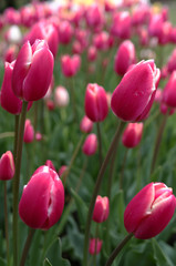 Obraz premium red tulips in garden