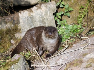 Fischotter im Frühling