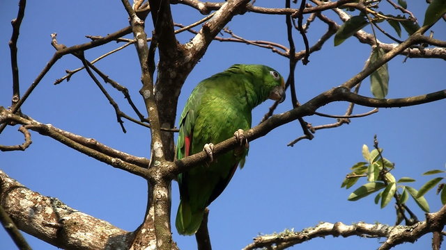 parrot 02