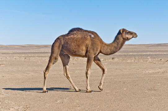 Camel at Erg Chebbi, Morocco
