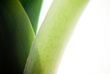 Fototapeta premium Green leaves