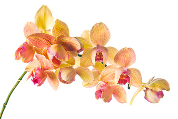 orchid on a white background .