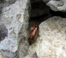 Scarabée doré