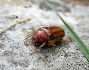 Scarabée doré