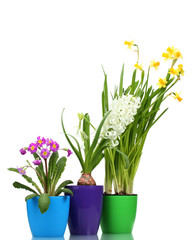 beautiful spring flowers in pots isolated on white
