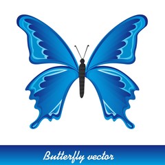 blue butterfly