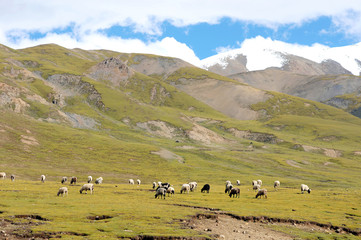 Fototapeta na wymiar Landscape in Tibet