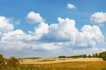 Obraz premium field of grass and perfect sky