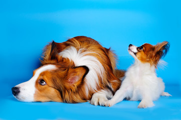 border collie and pappilion puppy