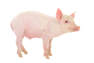 Pig on white