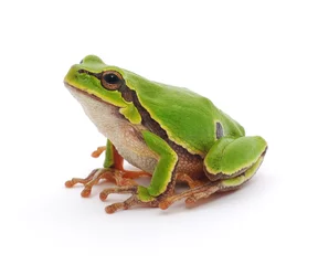 Printed roller blinds Frog Tree frog