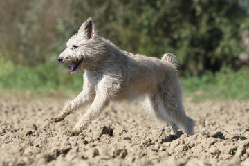 Fototapeta premium Ardennes cattle dog jumping