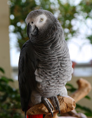 african gray parrot, Psittacus erithacus