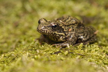 Rana temporaria