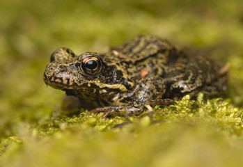 Rana temporaria