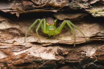 Diaea dorsata