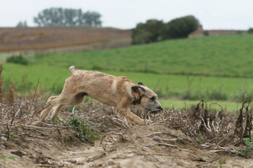 Obraz premium ardennes cattle dog running