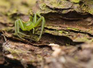 Diaea dorsata