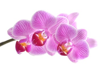 Fototapeta premium Orchidea