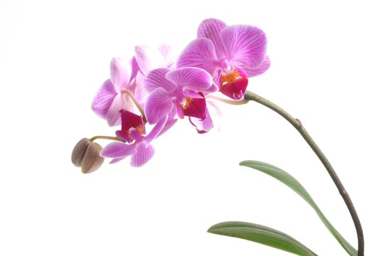 Orchidea