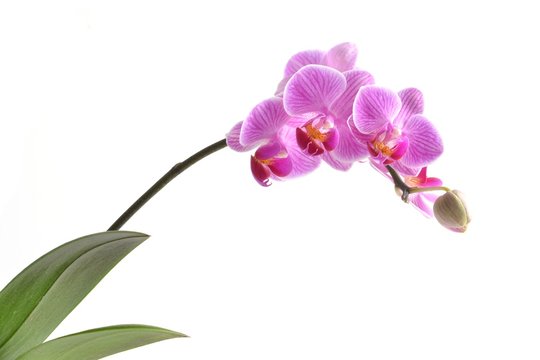 Orchidea