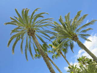 palms ans blue sky - oasis