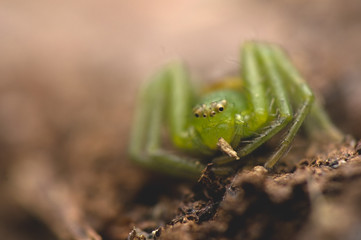 Diaea dorsata