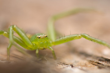 Diaea dorsata