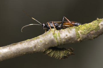 Ichneumonidae