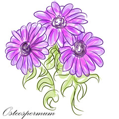 Purple Osteospermum Daisies