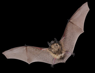 Animal little brown bat flying. Isolated on white.	