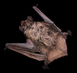Little brown Bat