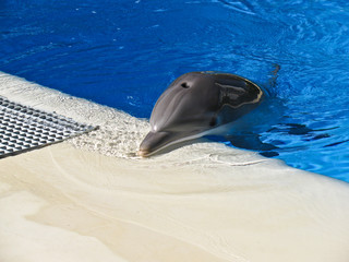Dolphin