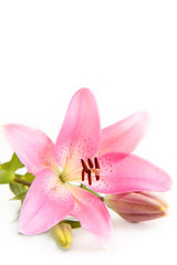 Obraz na płótnie Canvas Pink Lily.
