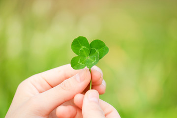 四つ葉のクローバー