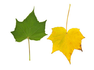 Green and yellow leaf on white background