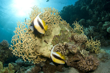 Fototapeta na wymiar Banner fish on coral reef