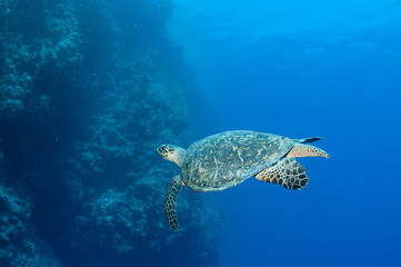 Fototapeta premium Turtle