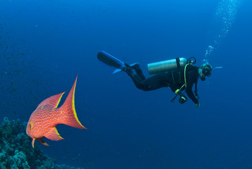 scuba diver and red fish