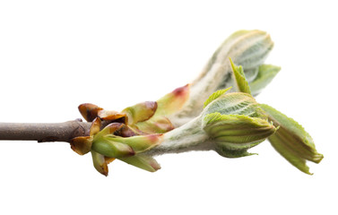 Spring branch of chestnut