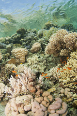 coral reef