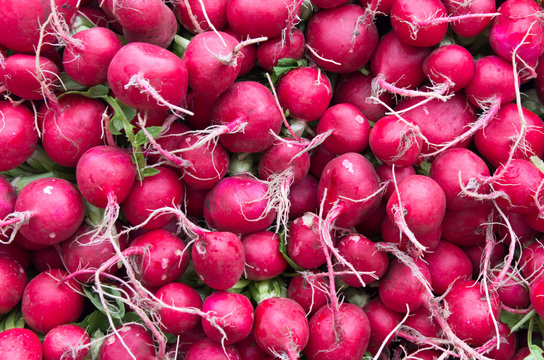 Red radishes on display