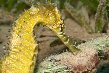 yellow sea Horse
