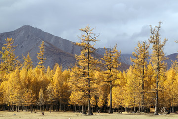 Coniferous forest in Northern Mongolia on Lake Khovsgol