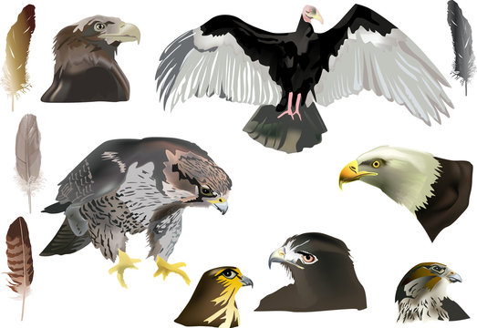 isolated eagles and feathers collection