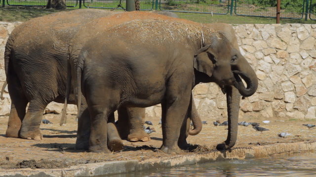 Elephants drinks in the safari. Israel
