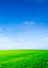 Fototapeta premium meadow