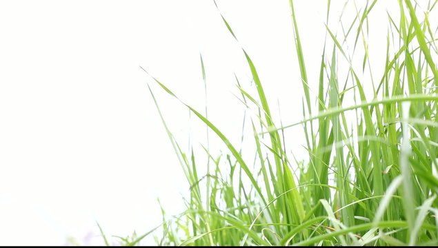 herbe au vent