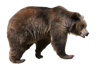 Poster Im Rahmen Isolated brown bear (Ursus arctos) © Christian Musat