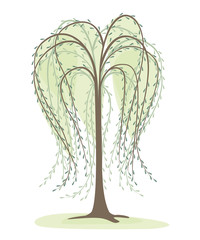 deciduous tree on a white background, willow